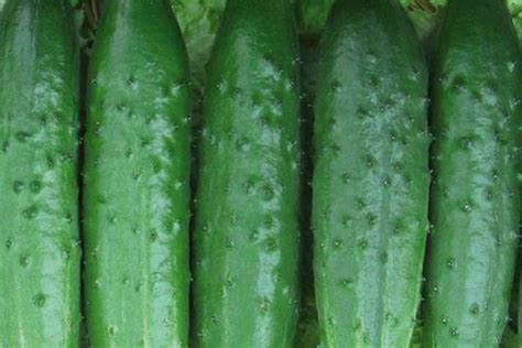 Огурцы Настоящий полковник: характеристика и описание гибридного сорта ...