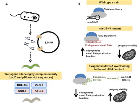 RNA Interference May Result In Unexpected Phenotypes In Caenorhabditis