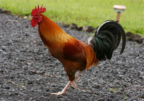 ADW: Gallus gallus: INFORMATION