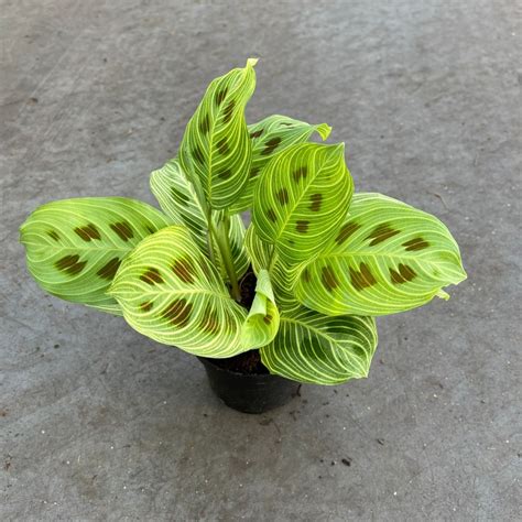 7 types of maranta and their basic care - Global Gardening Secrets