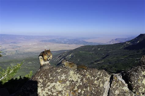 Chipmunk versus Ground Squirrel | Fenceline Photos