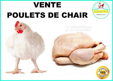 Alimentation Poulet de chair au Sénégal - CoinAfrique Sénégal