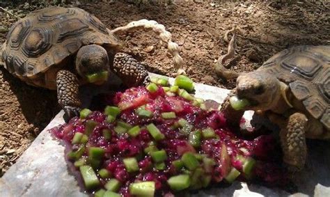 Sulcata Tortoise Diet Sheet