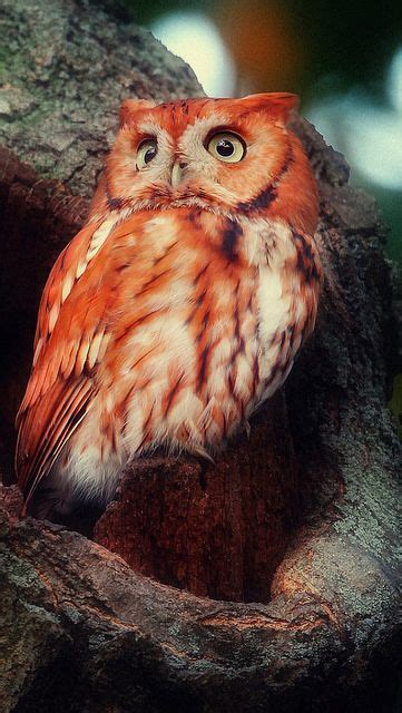 The Red Owl Tyto Soumagnei Also Known As The Madagascar Red Owl Madagascar Grass Owl And