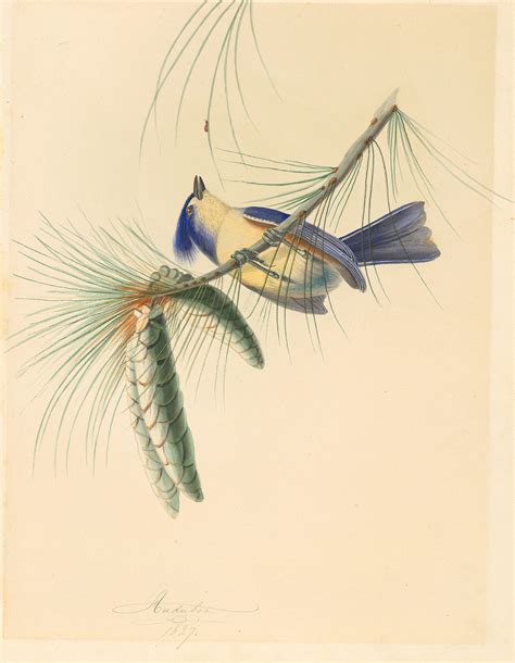 Audubon's Watercolors Pl. 40B, Tufted Titmouse - Joel Oppenheimer Gallery