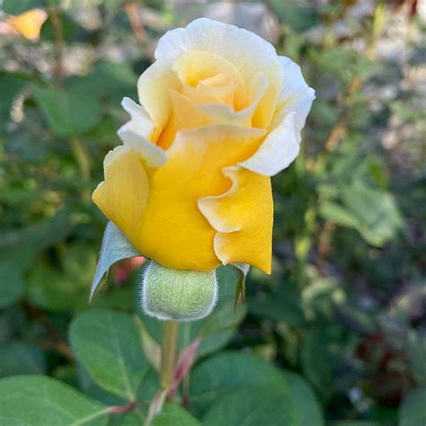 Bella di Todi ® | Roses' Name