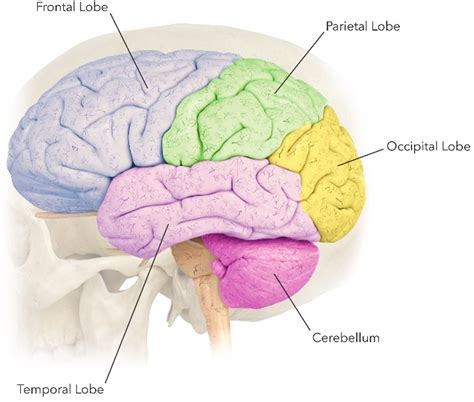 Brain Tumors Symptoms | Expert Surgeon | Aaron Cohen-Gadol, MD