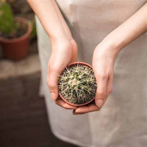 Free Photo | Close-up of a female hand holding succulent potted plant