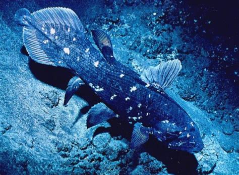 Coelacanth - Coelacanths: Living Fossils From 65 million years ago ...