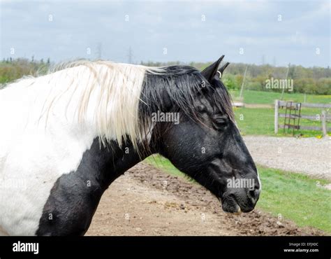 Portrait of black and white horse with black and white mane Stock Photo - Alamy