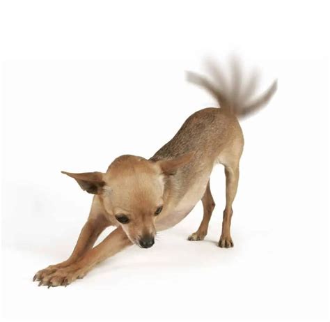 Pet Tail Talk: What Dog & Cat Wagging Tails Tell Us