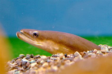 How Do Eels Reproduce The Mystery Of Eel Sex Explained