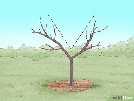 How to Prune a Peach Tree: A Step-by-Step Guide