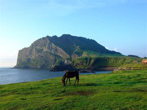 韩国济州岛海边草地上的马匹 千叶网