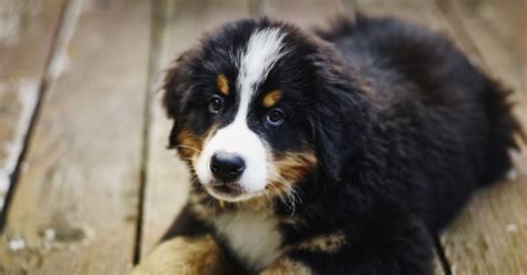Can a Dog Have Down Syndrome? - Critter Culture