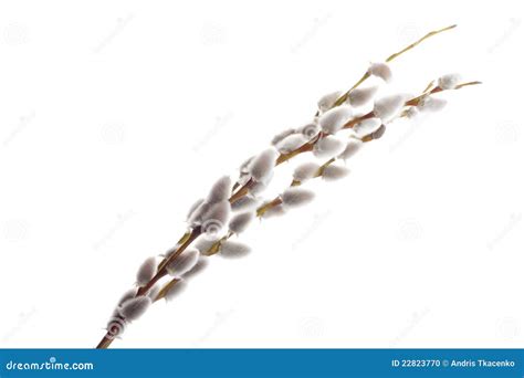 Pussy Willow On A White Stock Photo Image Of Spring