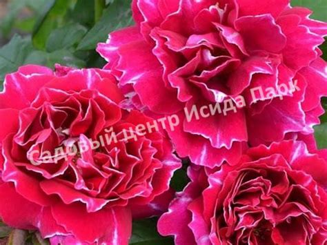 Роза Барон Жиро Де Лен саженцы купить в Москве и Подмосковье в питомнике