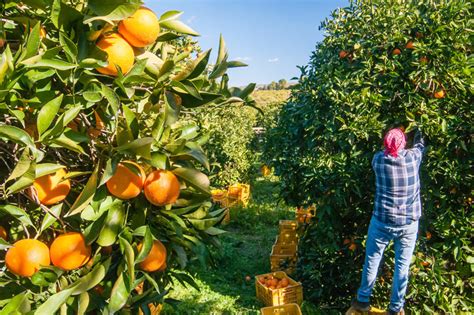 Cia Agricoltori Italiani Gli Auguri Di Cia Sicilia Al Neo