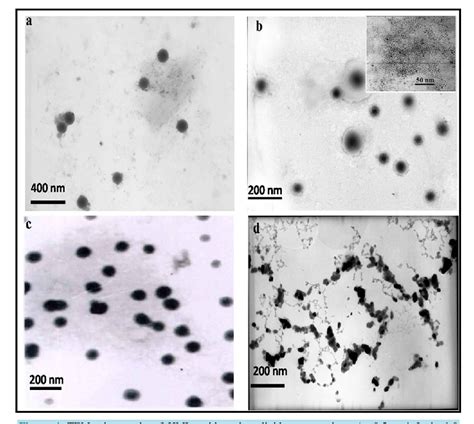 Figure 4 from 以疏水性Fe3O4纳米粒子为基的脂质体的制备及表 Preparation and Characterization