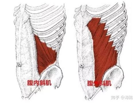 腹内斜肌、腹外斜肌 影响身体旋转的重要肌肉 知乎