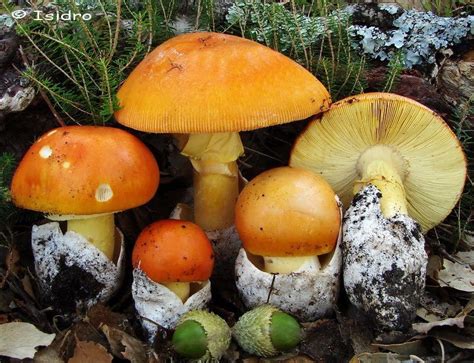 Гриб «Цезарский гриб (Мухомор цезаря)» (Amanita caesarea ...