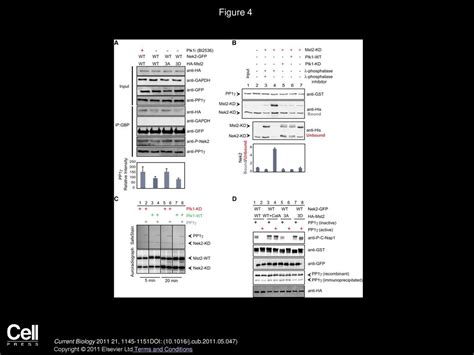 Plk1 Controls the Nek2A-PP1γ Antagonism in Centrosome Disjunction - ppt ...