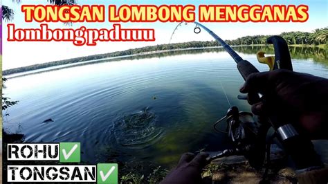 MANCING LOMBONG IKAN TONGSAN MENGGANAS UMPAN JATUH TERUS MAKAN