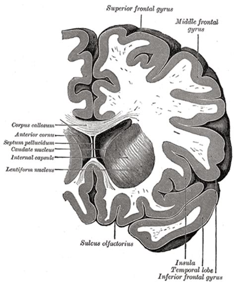 The Fore-brain or Prosencephalon - Human Anatomy