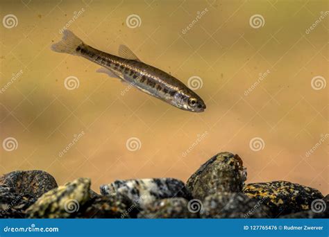 Eurasian Minnow Swimming, Viewed From Below Royalty-Free Stock Photo | CartoonDealer.com #129931221