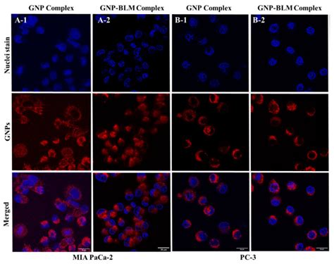 Mia Paca 2 Crl 1420 Human Pancreatic Cancer Cell Lines Atcc Bioz