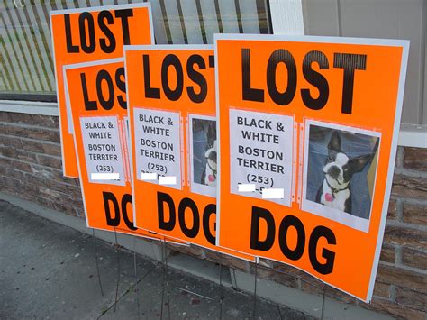 Lost pets near me alert systems are saving thousands of animal lives 22