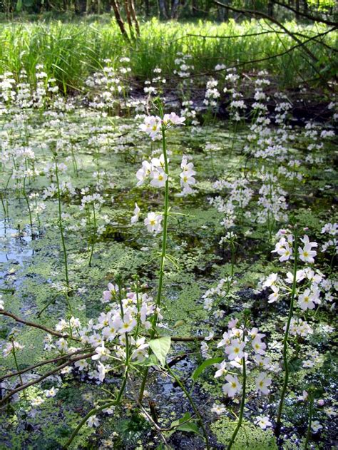 PhyloBotanist: Botany picture #56 1/2: Hottonia palustris