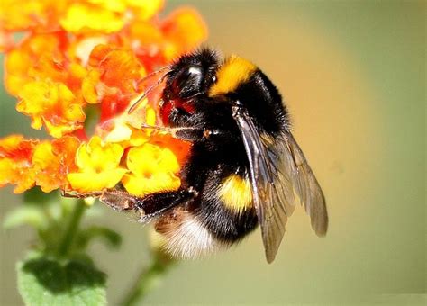 Bumble Bee - Facts, Pictures, Diet, Lifecycle, Appearance, Breeding | Animals Adda