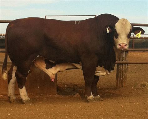 Braford Bull 1 Animales Bovinos Ganado Vacuno Ganado Bovino