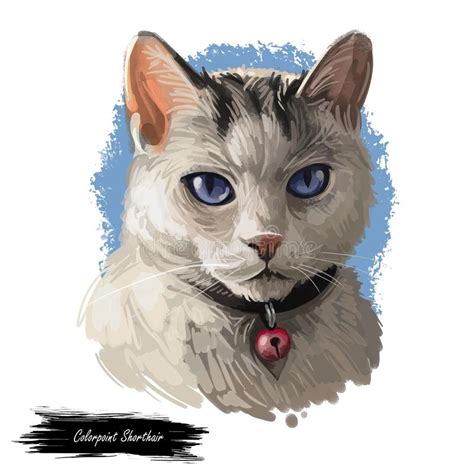 Colorpoint Shorthair Cat Portrait Isolated Arte De Digitaces Stock De