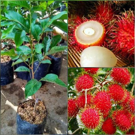 jual bibit pohon rambutan binjai tanaman buah rambutan binjay kota