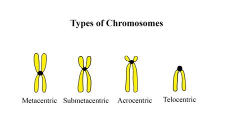 Centromere Types