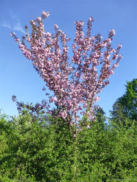 Sakura Ozdobn Royal Burgundy Habitus V Kv Tu Prunus Serrulata