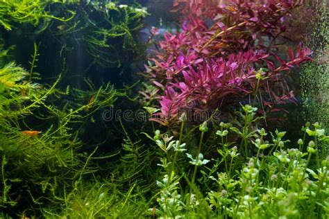 Aquatic Plants In A Beautiful Freshwater Ryoboku Aquascape Detail