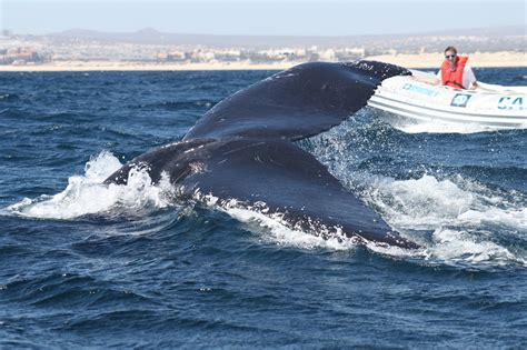 Whale Watching, Cabo San Lucas, Mexico | Cabo san lucas, San lucas