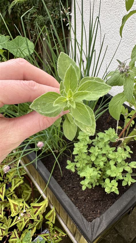 Propagate Oregano: How to Multiply Your Herbs — Meadowlark Journal