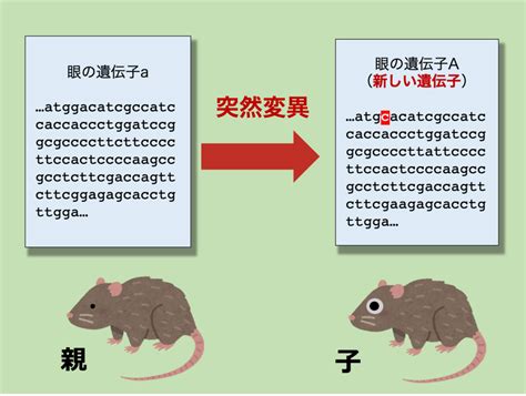 進化とは？自然選択と突然変異について詳しく解説！ 生物系大学生の生存戦略