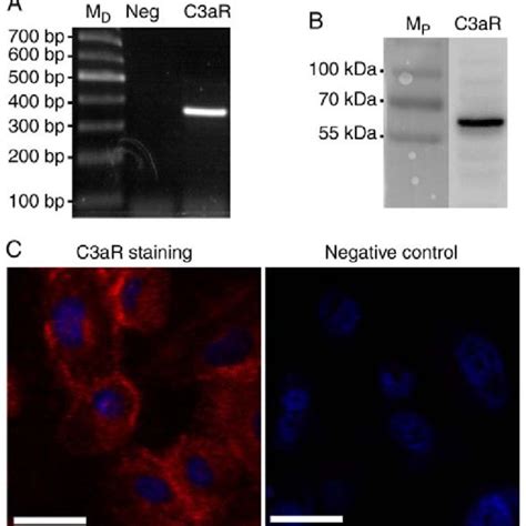 Results Of Rt Qpcr Western Blotting And Immunofluorescence