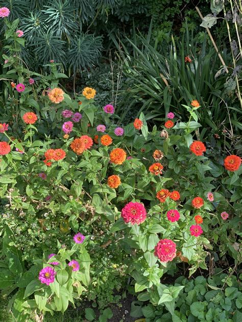 Top 10 Flowers to Plant in Your Vegetable Garden — Meadowlark Journal