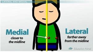 anatomical directional terminology lateral medial  video