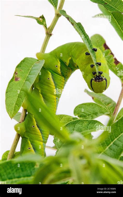 Death's-head hawkmoth larva (caterpillar) - Acherontia atropos Stock ...