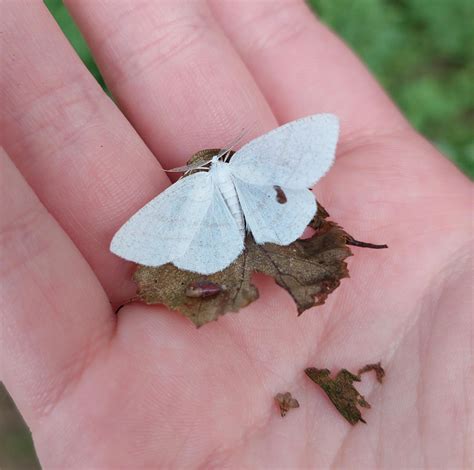 The Common White Wave Cabera Pusaria Rmoths