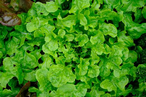 Laitue Feuille De Ch Ne Blonde De Plein Champ Bowl Verte Lactuca Sativa Var Crispa
