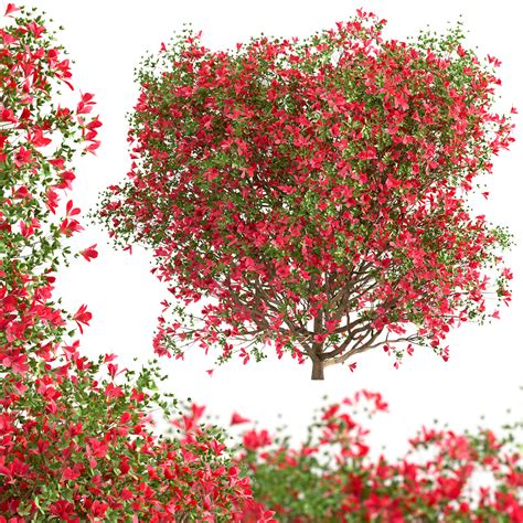 ArtStation - Set of Red Ruffle Azalea Bushes (Rhododendron) (2 Bushes