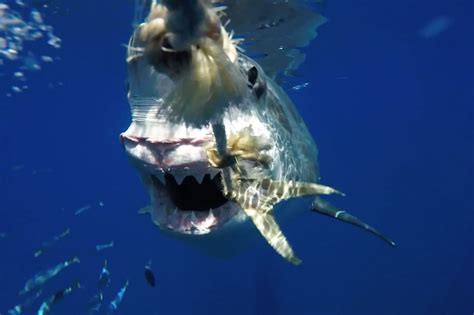 Video shows what it's like to be eaten by great white shark